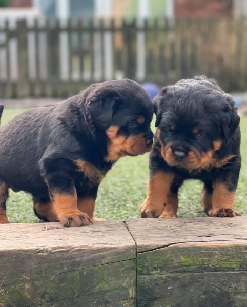 meravigliosi rottweiler per adozione | Foto 0