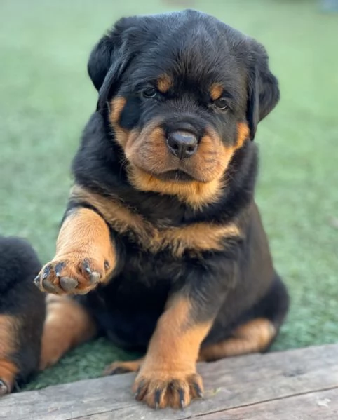 meravigliosi rottweiler per adozione | Foto 4