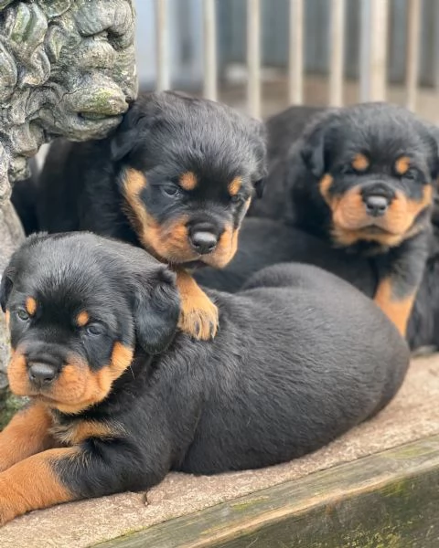 meravigliosi rottweiler per adozione | Foto 1