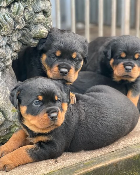 meravigliosi rottweiler per adozione