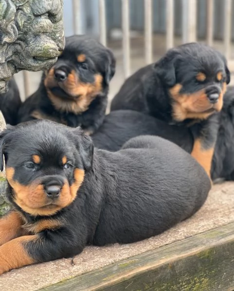 meravigliosi rottweiler per adozione | Foto 0