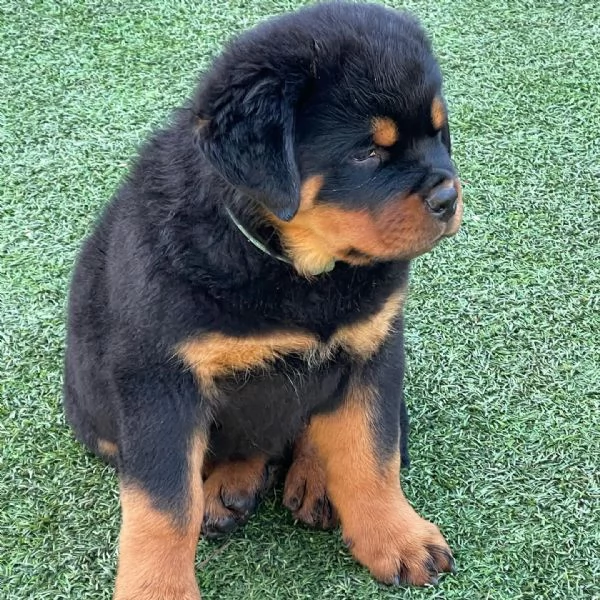 meravigliosi rottweiler per adozione