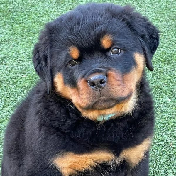 meravigliosi rottweiler per adozione | Foto 0