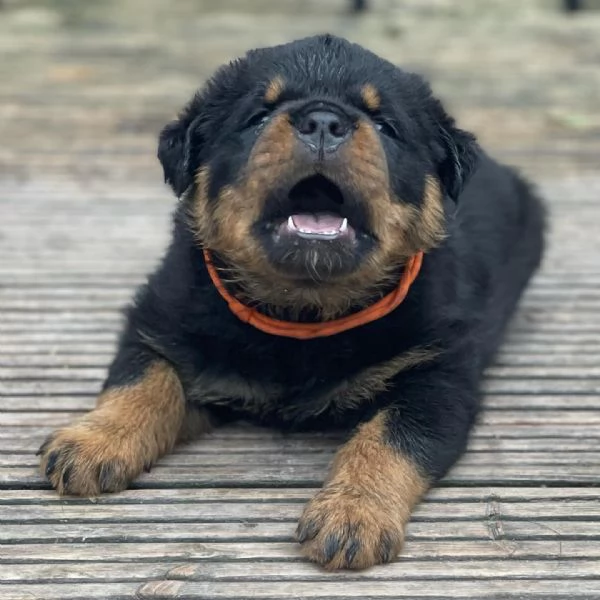 meravigliosi rottweiler per adozione | Foto 3