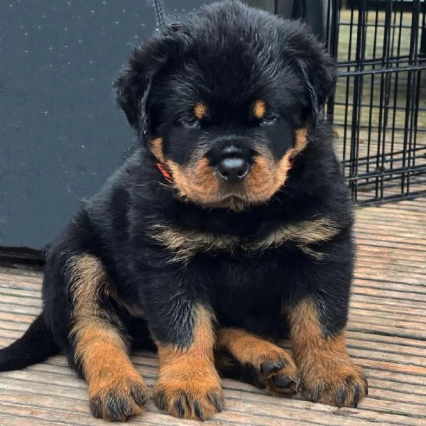meravigliosi rottweiler per adozione | Foto 0