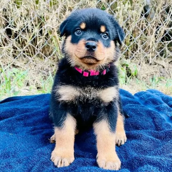 meravigliosi rottweiler per adozione