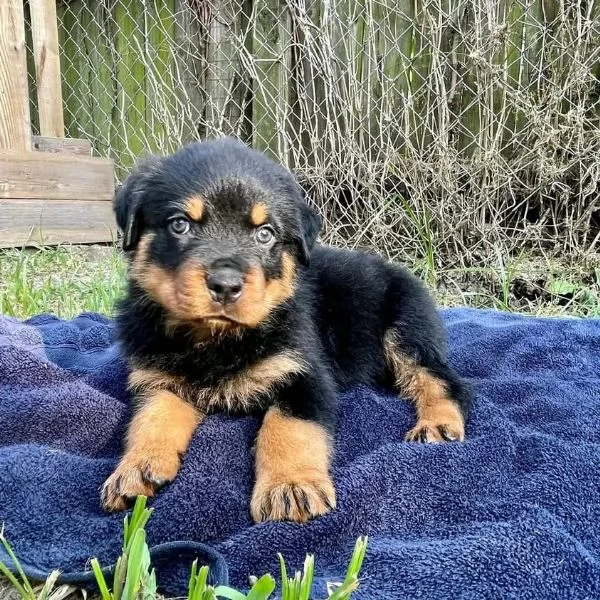 meravigliosi rottweiler per adozione | Foto 1