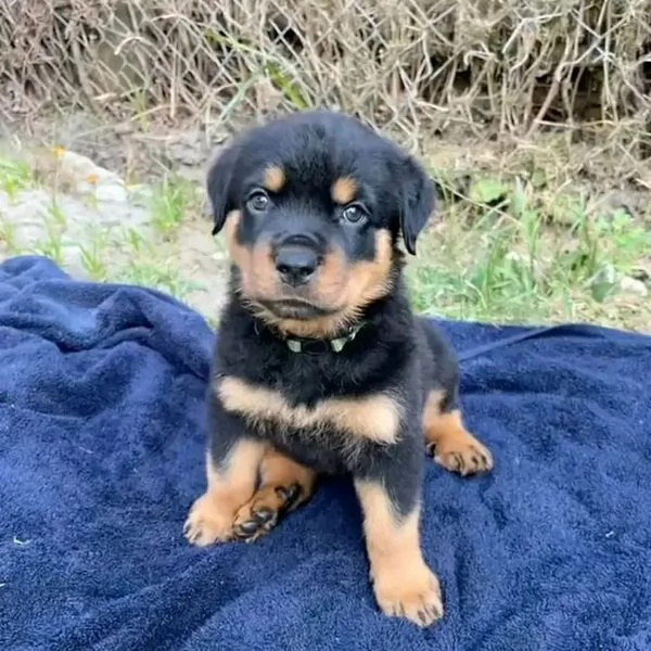 meravigliosi rottweiler per adozione | Foto 0