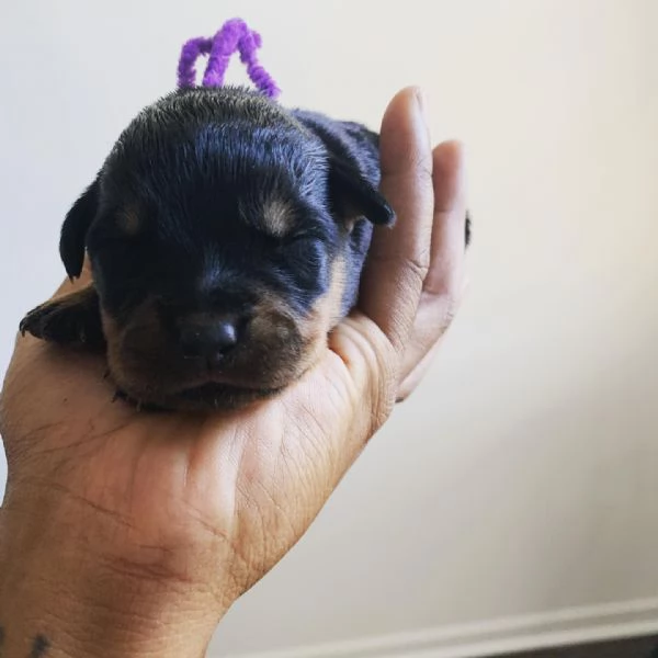 meravigliosi rottweiler per adozione | Foto 3