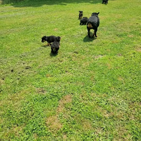 meravigliosi rottweiler per adozione