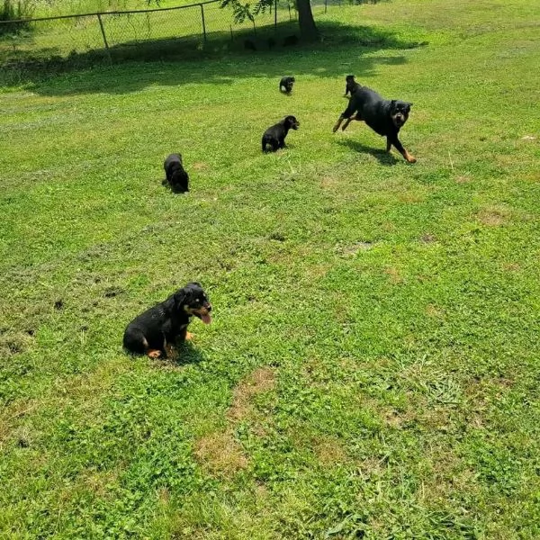 meravigliosi rottweiler per adozione | Foto 5