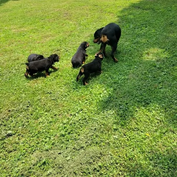 meravigliosi rottweiler per adozione | Foto 4
