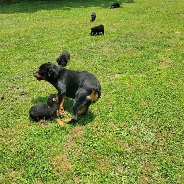meravigliosi rottweiler per adozione | Foto 3