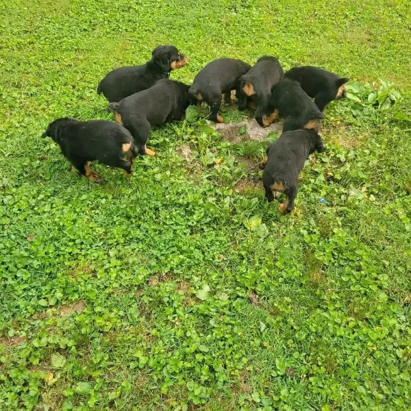 meravigliosi rottweiler per adozione | Foto 2