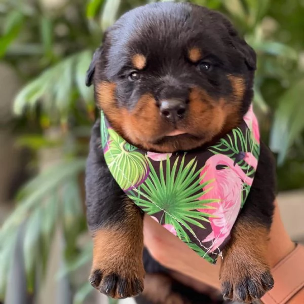 meravigliosi rottweiler per adozione