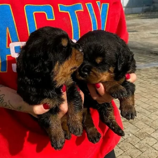meravigliosi rottweiler per adozione
