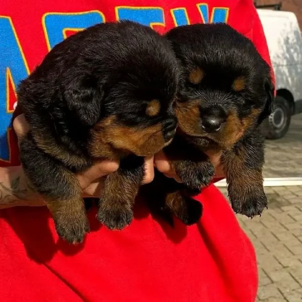 meravigliosi rottweiler per adozione | Foto 0