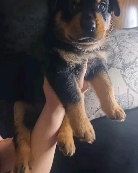 meravigliosi rottweiler per adozione | Foto 3