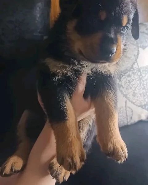 meravigliosi rottweiler per adozione
