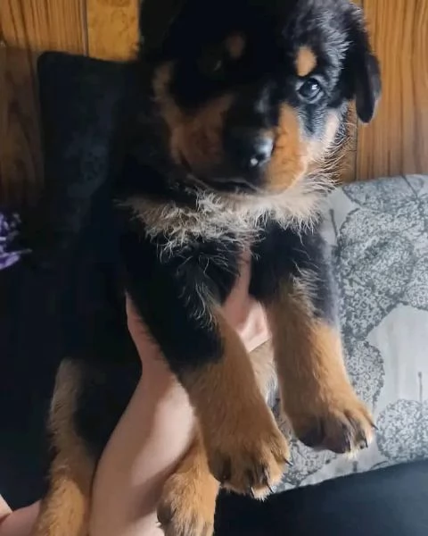 meravigliosi rottweiler per adozione | Foto 1