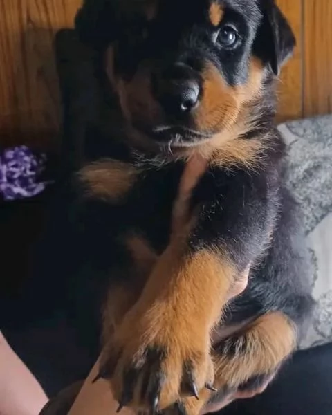 meravigliosi rottweiler per adozione | Foto 0