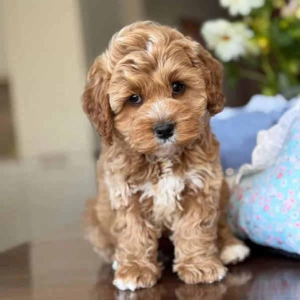 meravigliosi Barboncino per adozione | Foto 4