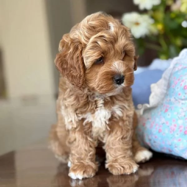 meravigliosi Barboncino per adozione | Foto 0