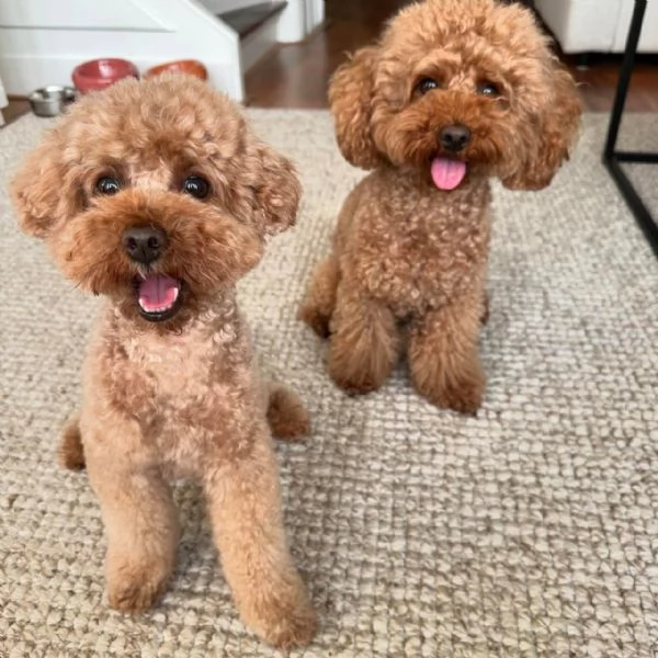 meravigliosi Barboncino per adozione | Foto 3