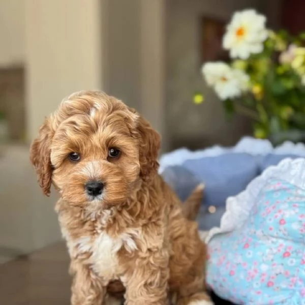 meravigliosi Barboncino per adozione | Foto 3