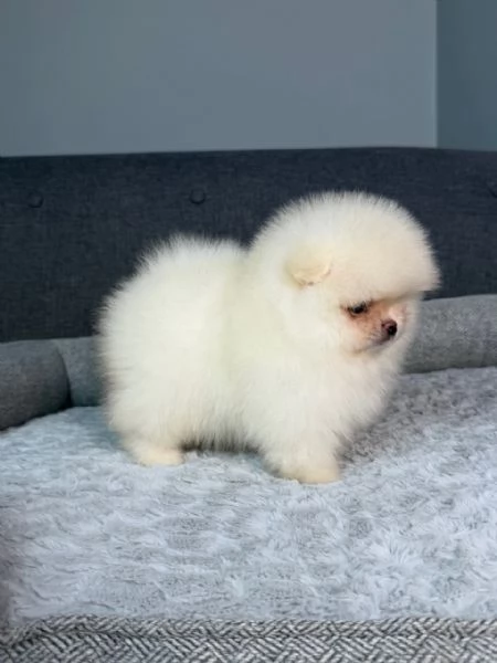 meravigliosi Volpino Pomerania per adozione | Foto 2