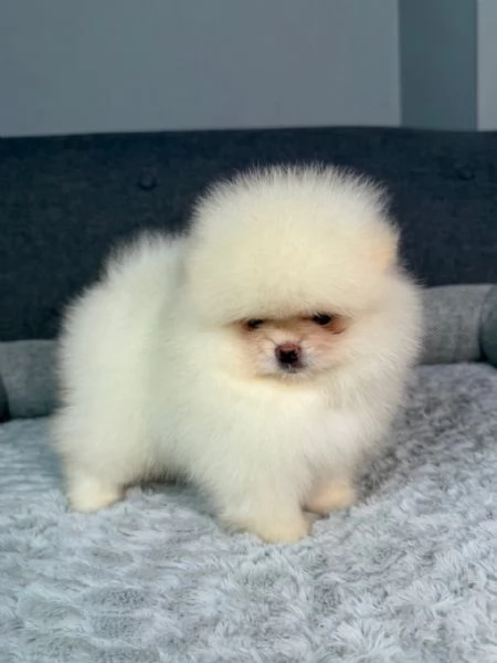 meravigliosi Volpino Pomerania per adozione | Foto 0