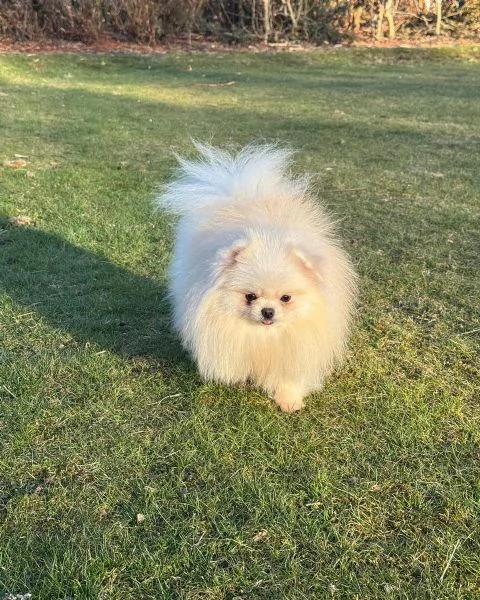 meravigliosi Volpino Pomerania per adozione | Foto 5