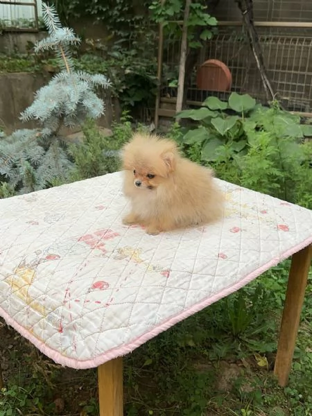 meravigliosi Volpino Pomerania per adozione | Foto 4