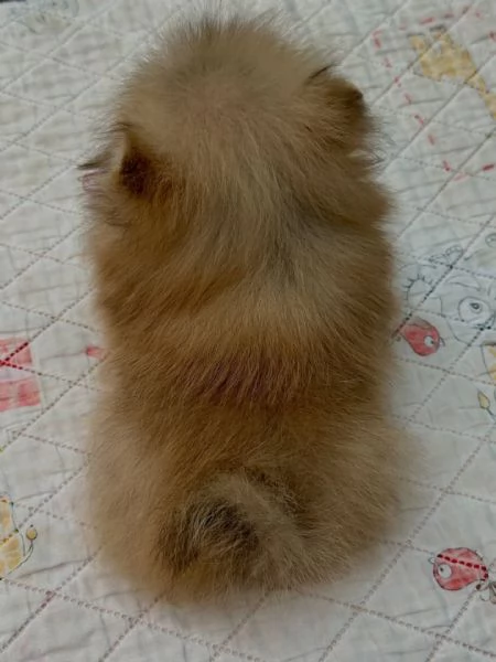 meravigliosi Volpino Pomerania per adozione | Foto 3