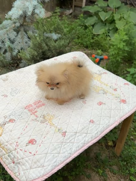 meravigliosi Volpino Pomerania per adozione | Foto 0