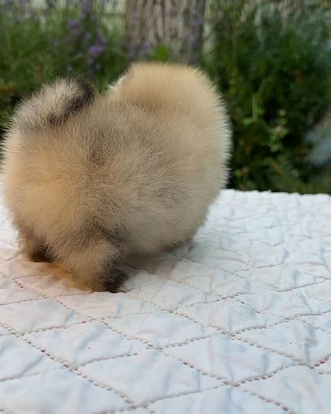meravigliosi Volpino Pomerania per adozione | Foto 0