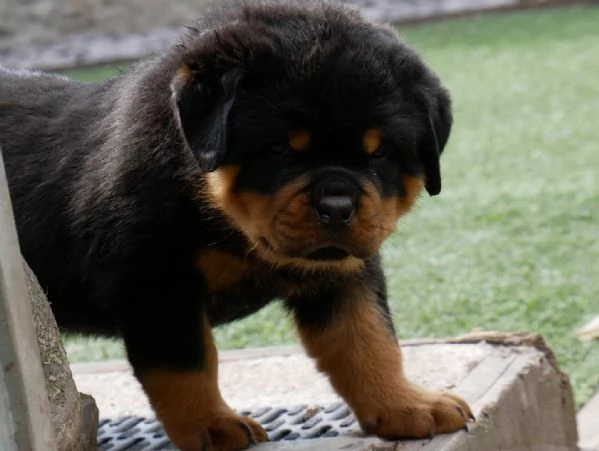 meravigliosi rottweiler per adozione
