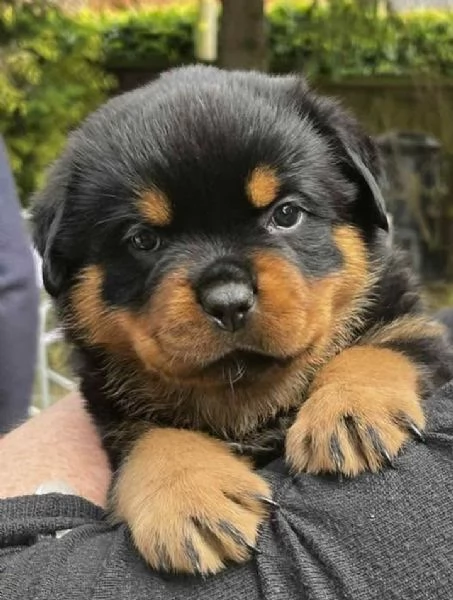 meravigliosi rottweiler per adozione | Foto 4