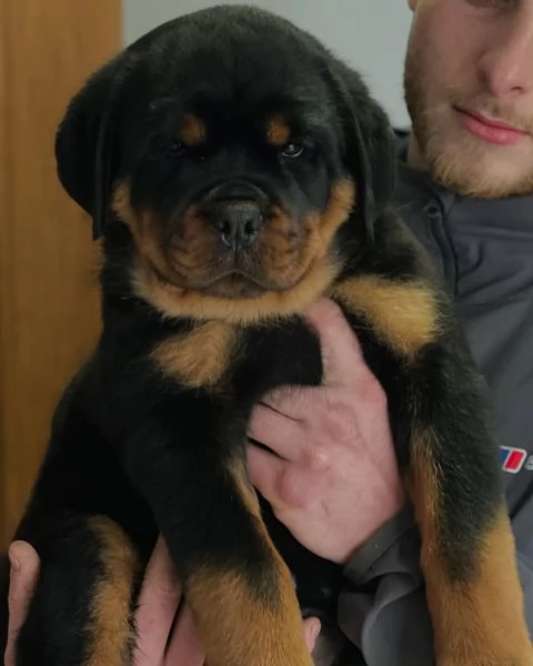 meravigliosi rottweiler per adozione | Foto 1