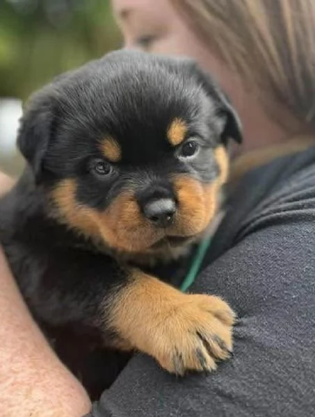 meravigliosi rottweiler per adozione