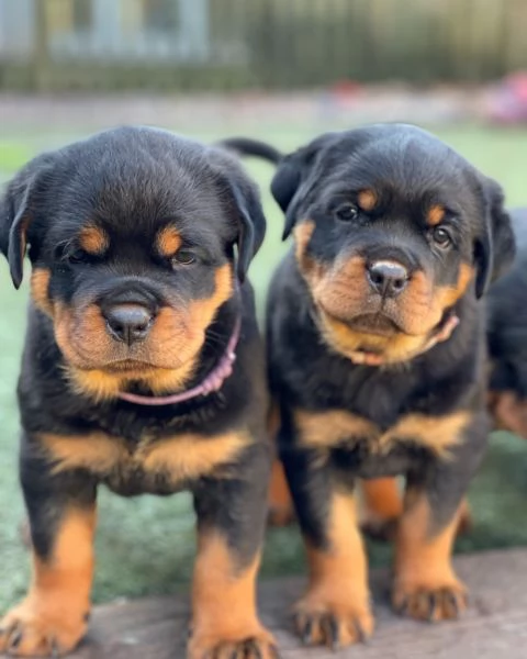 meravigliosi rottweiler per adozione | Foto 5