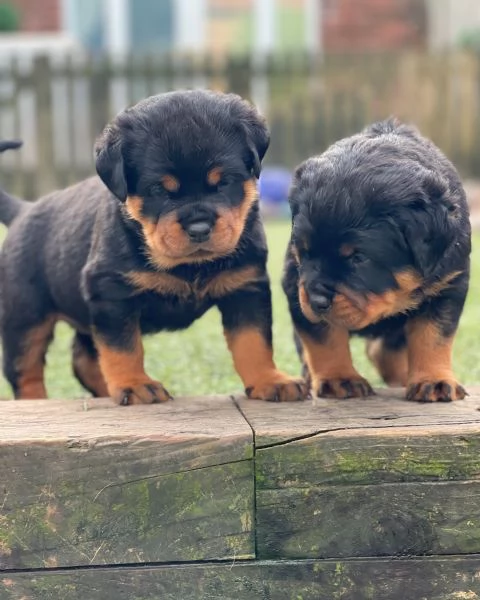 meravigliosi rottweiler per adozione | Foto 0
