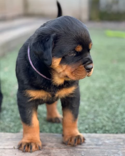 meravigliosi rottweiler per adozione | Foto 4