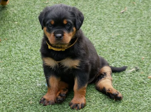 meravigliosi rottweiler per adozione | Foto 4
