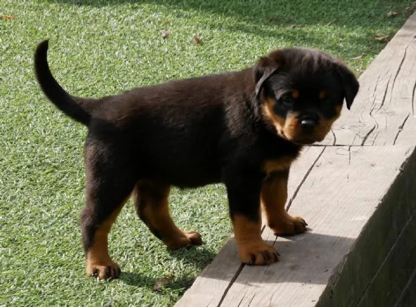 meravigliosi rottweiler per adozione | Foto 3