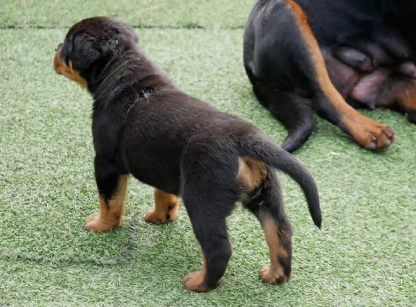 meravigliosi rottweiler per adozione | Foto 2