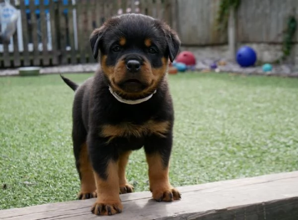 meravigliosi rottweiler per adozione