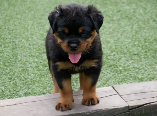 meravigliosi rottweiler per adozione | Foto 1