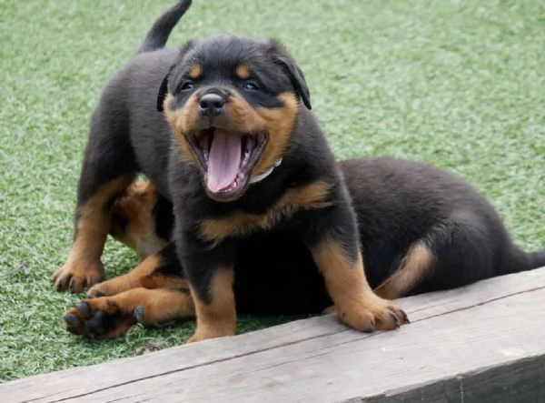 meravigliosi rottweiler per adozione | Foto 0