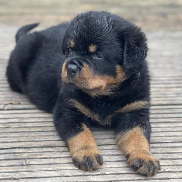 meravigliosi rottweiler per adozione | Foto 6